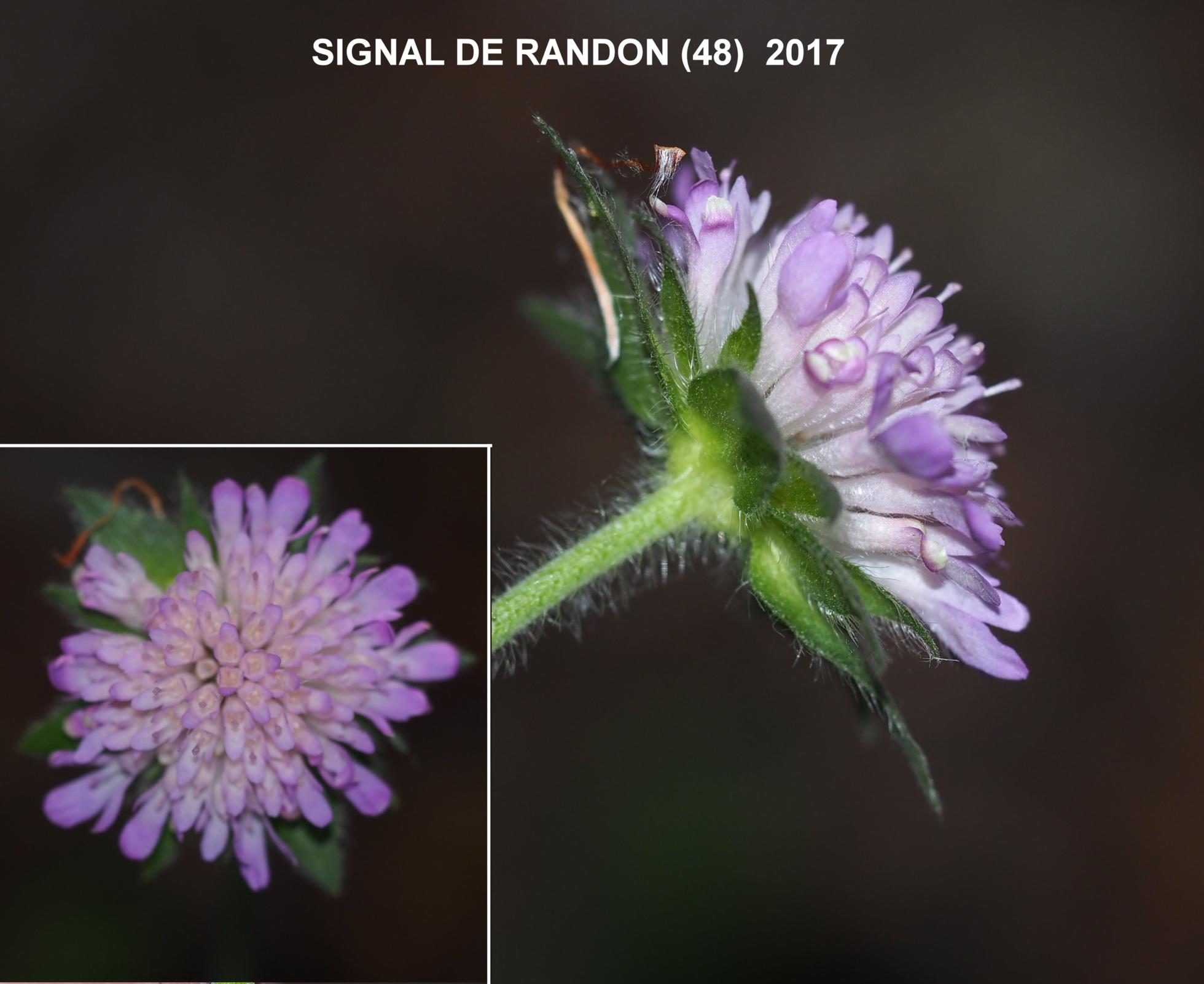 Scabious, Woodland